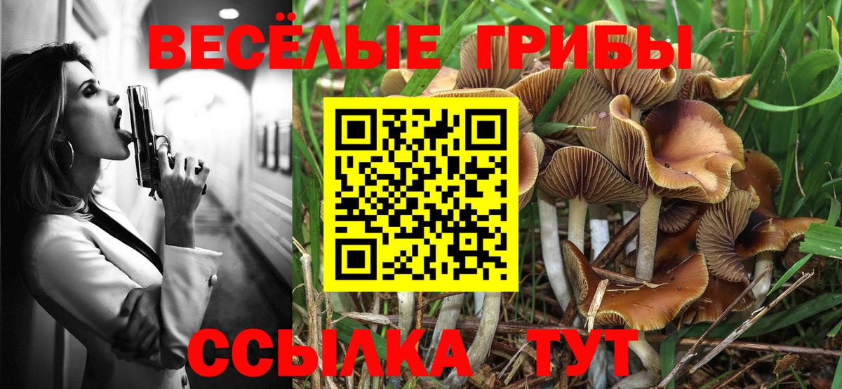 Псилоцибиновые грибы Psilocybe  Вход с VPN  Гатчина 